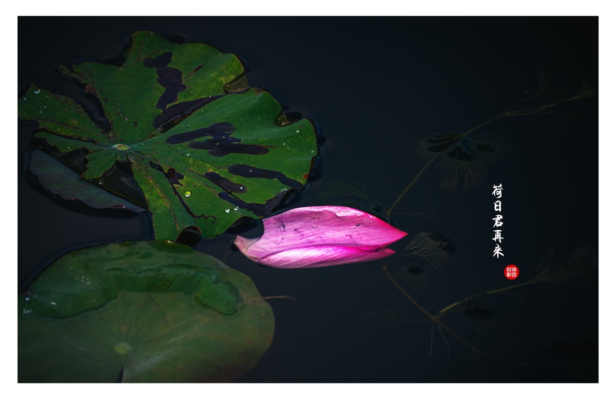 “荷”日君再来