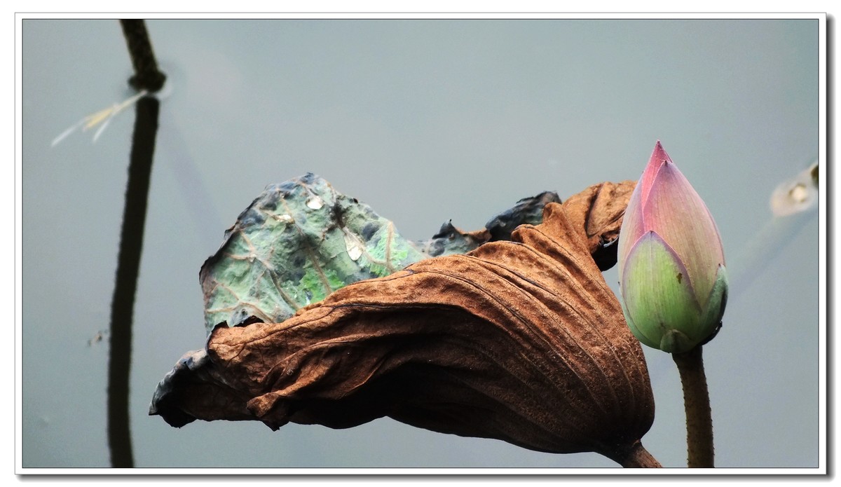 2024 秋后残荷(4)