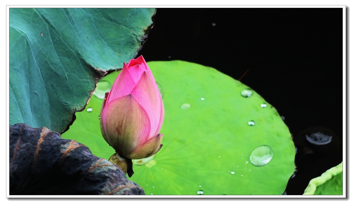 2024 秋后残荷(4)