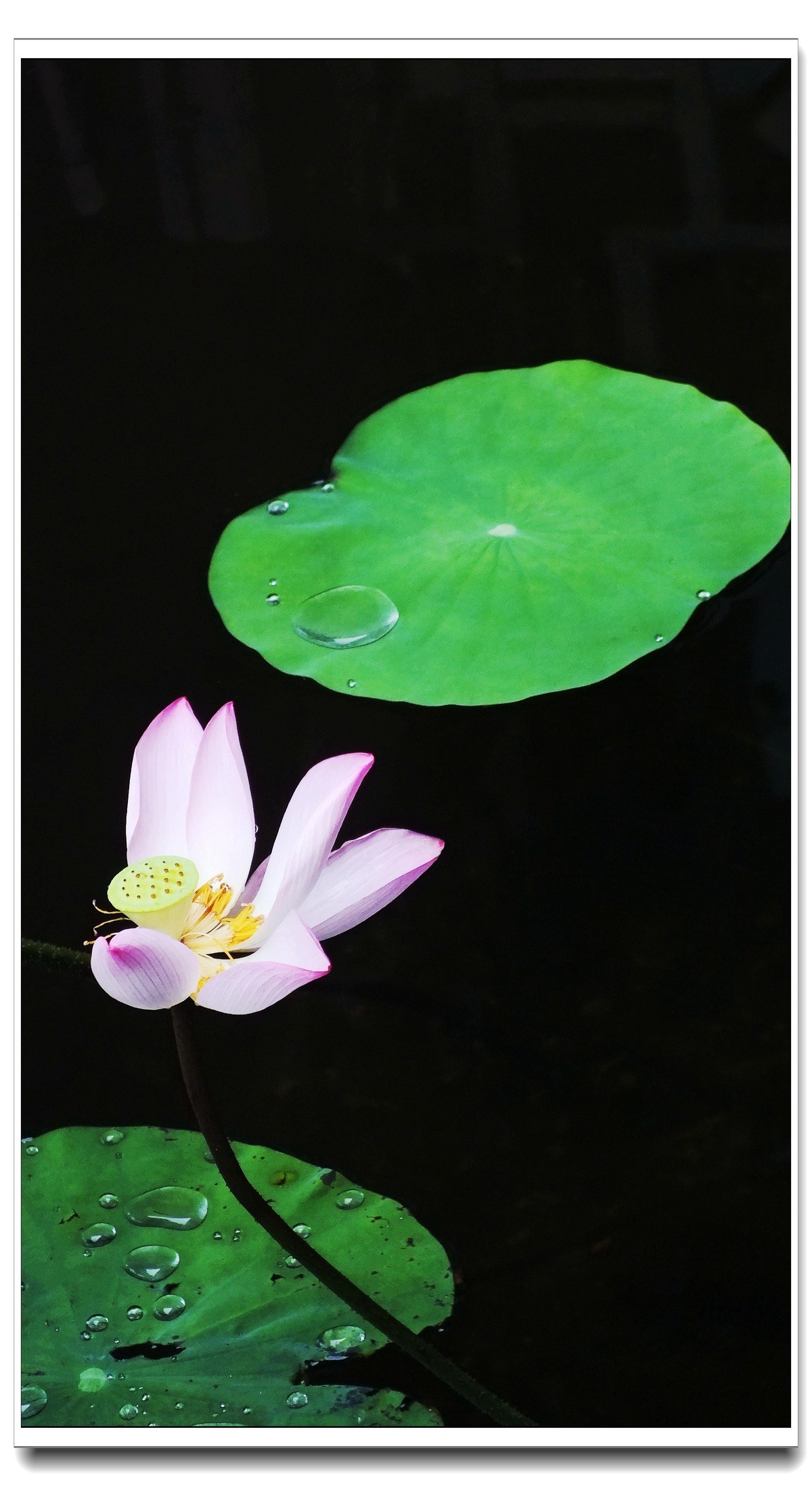 2024 秋后残荷(4)