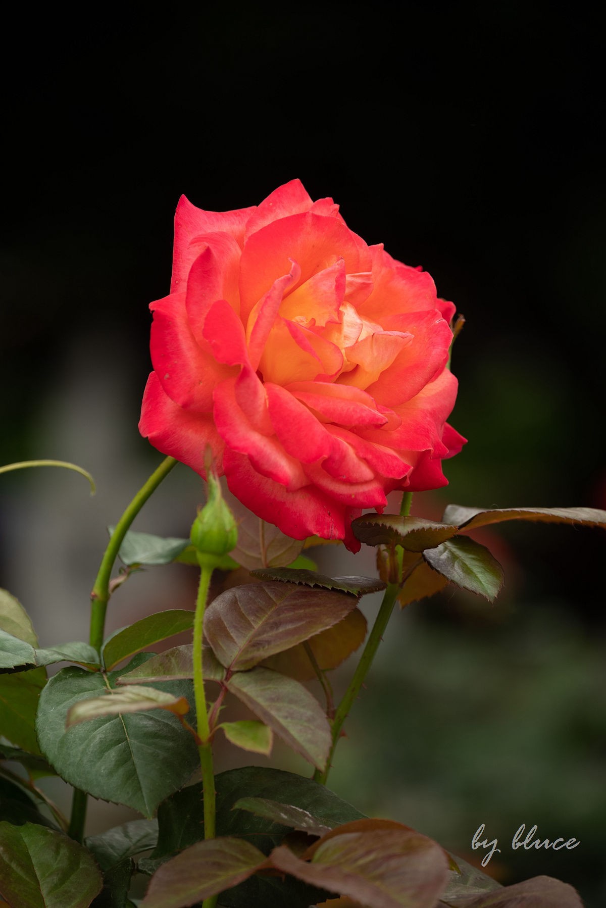 【长沙之行】橘子洲头