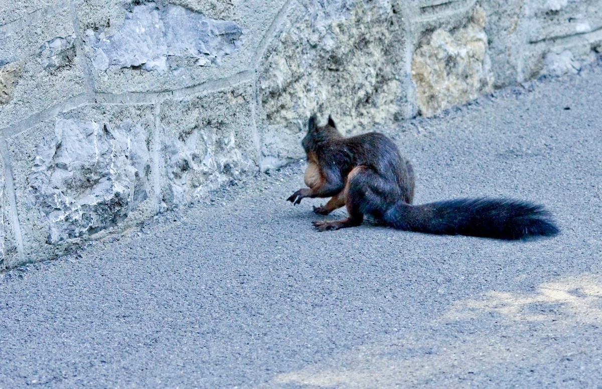 松鼠——秋天的小精灵 （三）