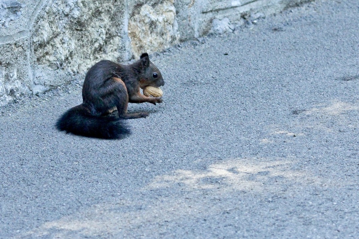 松鼠——秋天的小精灵 （三）