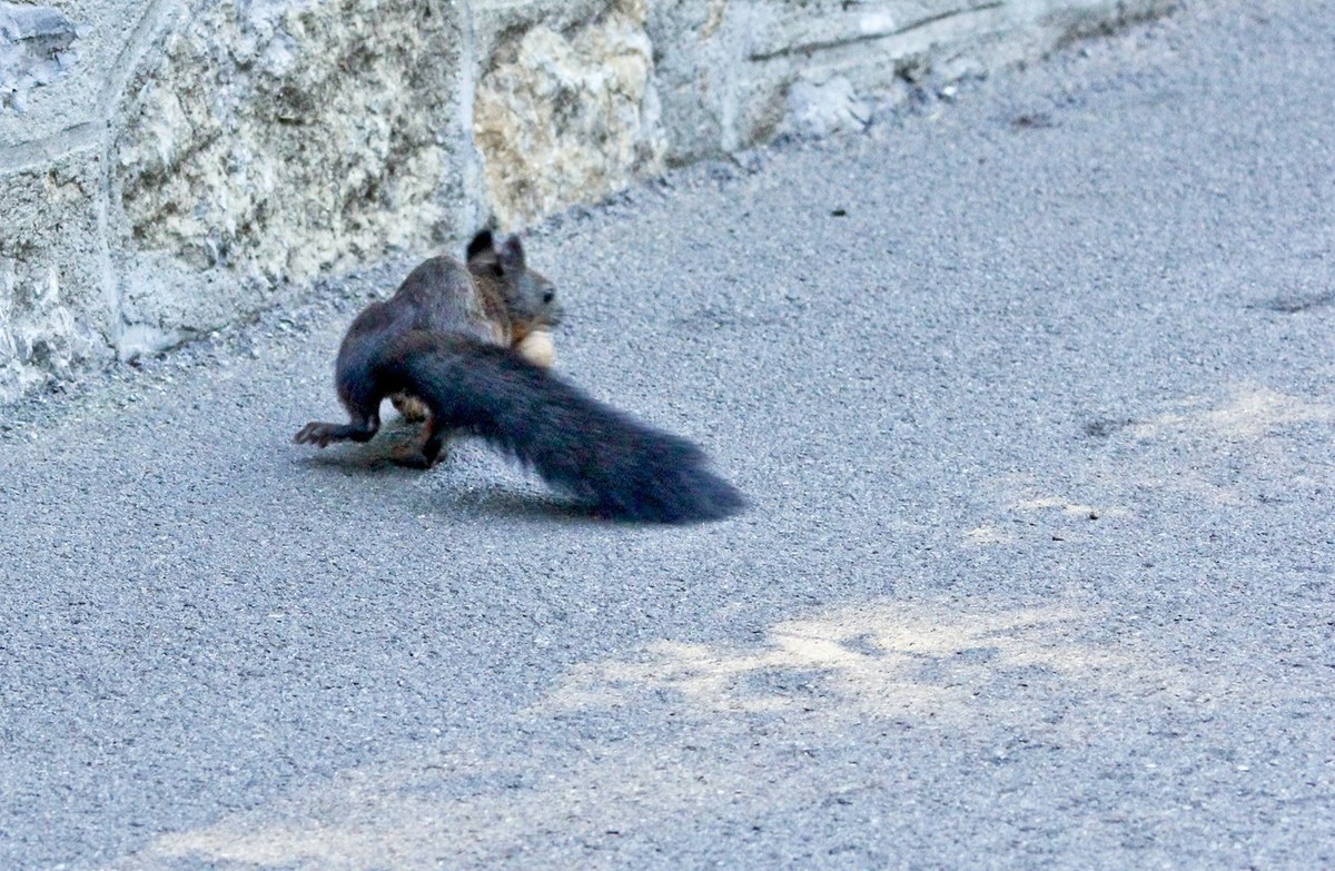 松鼠——秋天的小精灵 （三）