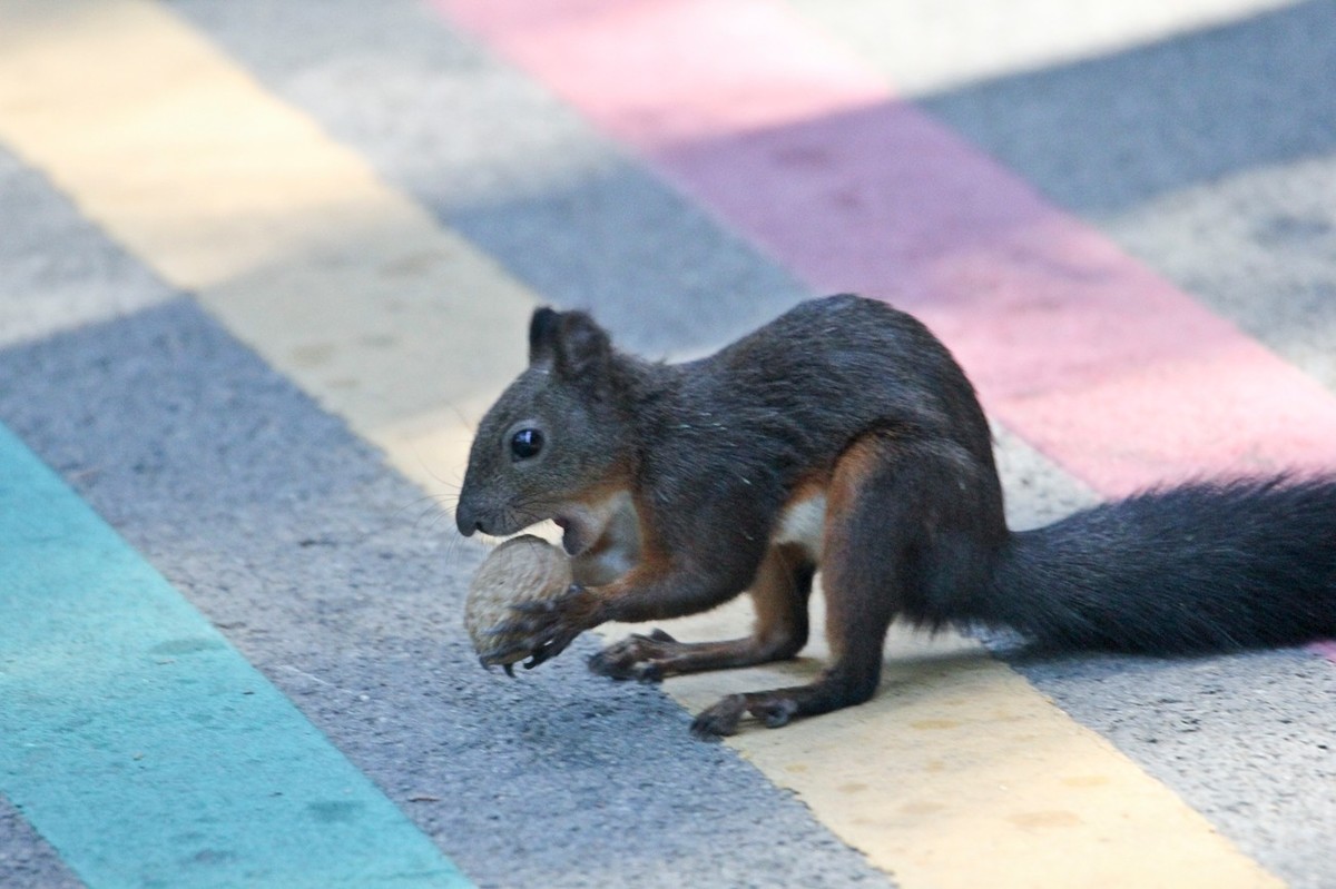 松鼠——秋天的小精灵 （三）