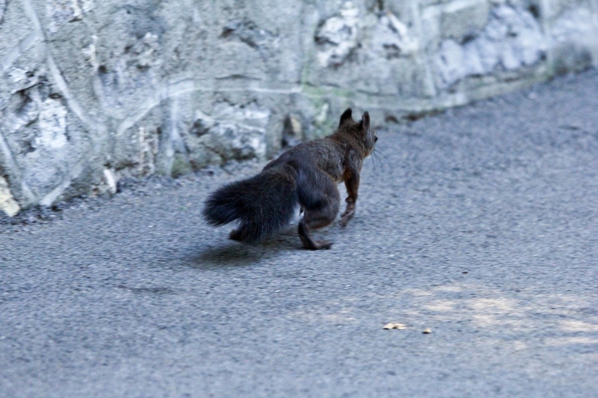 松鼠——秋天的小精灵 （三）