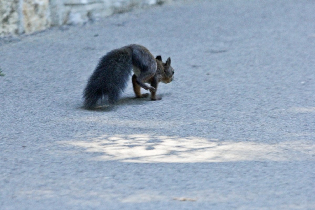 松鼠——秋天的小精灵 （三）