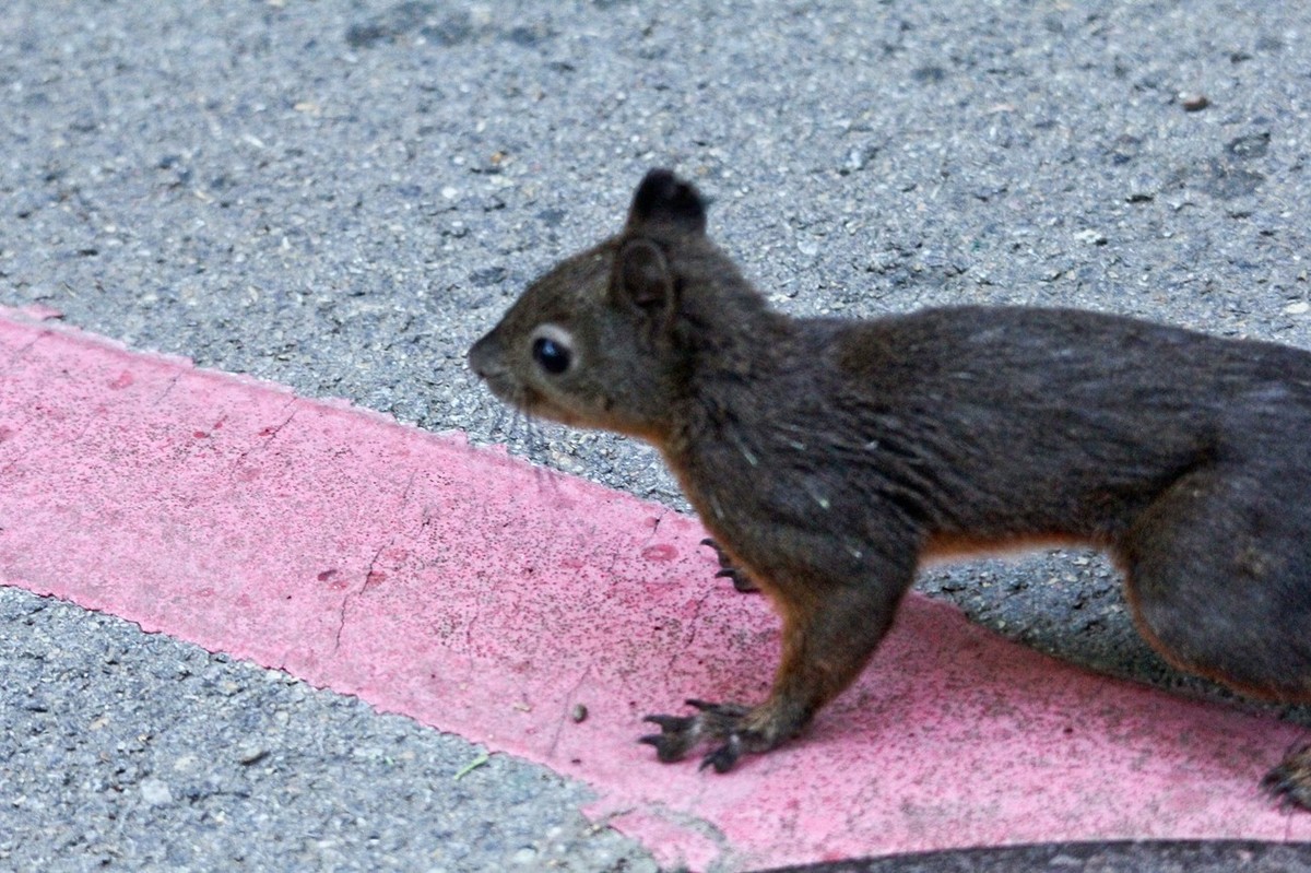 松鼠——秋天的小精灵 （三）