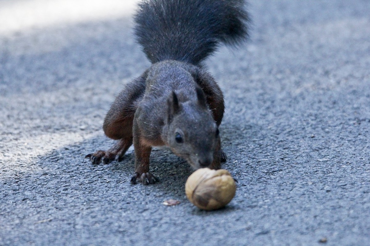 松鼠——秋天的小精灵 （三）