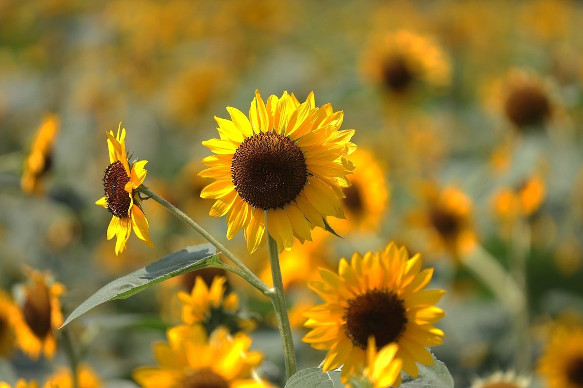 向日葵花海中汉服女--省植物园10