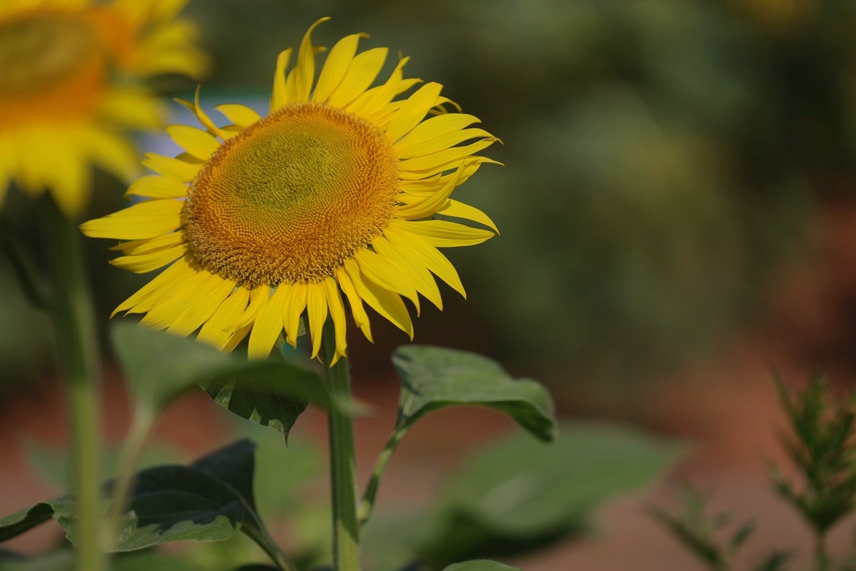 向日葵花海中汉服女--省植物园10