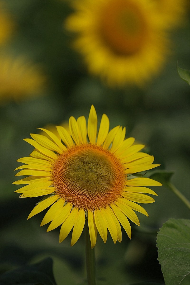 向日葵花海中汉服女--省植物园10