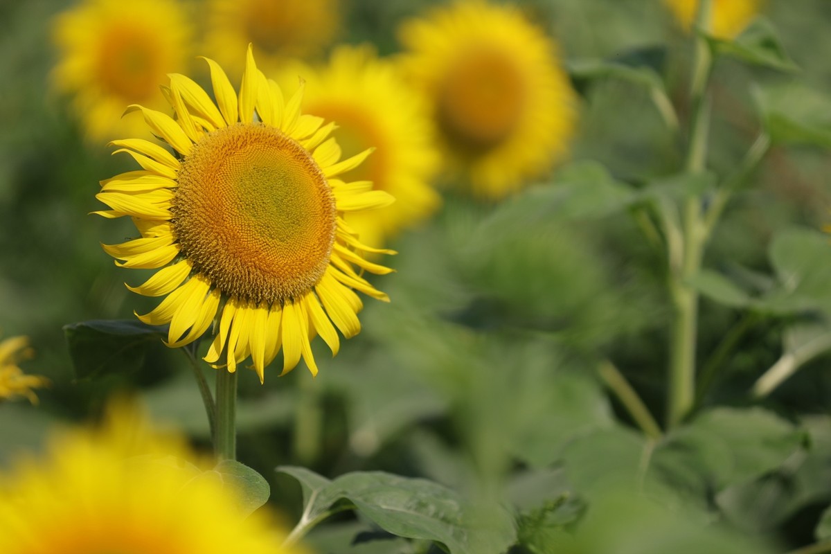 向日葵花海中汉服女--省植物园10