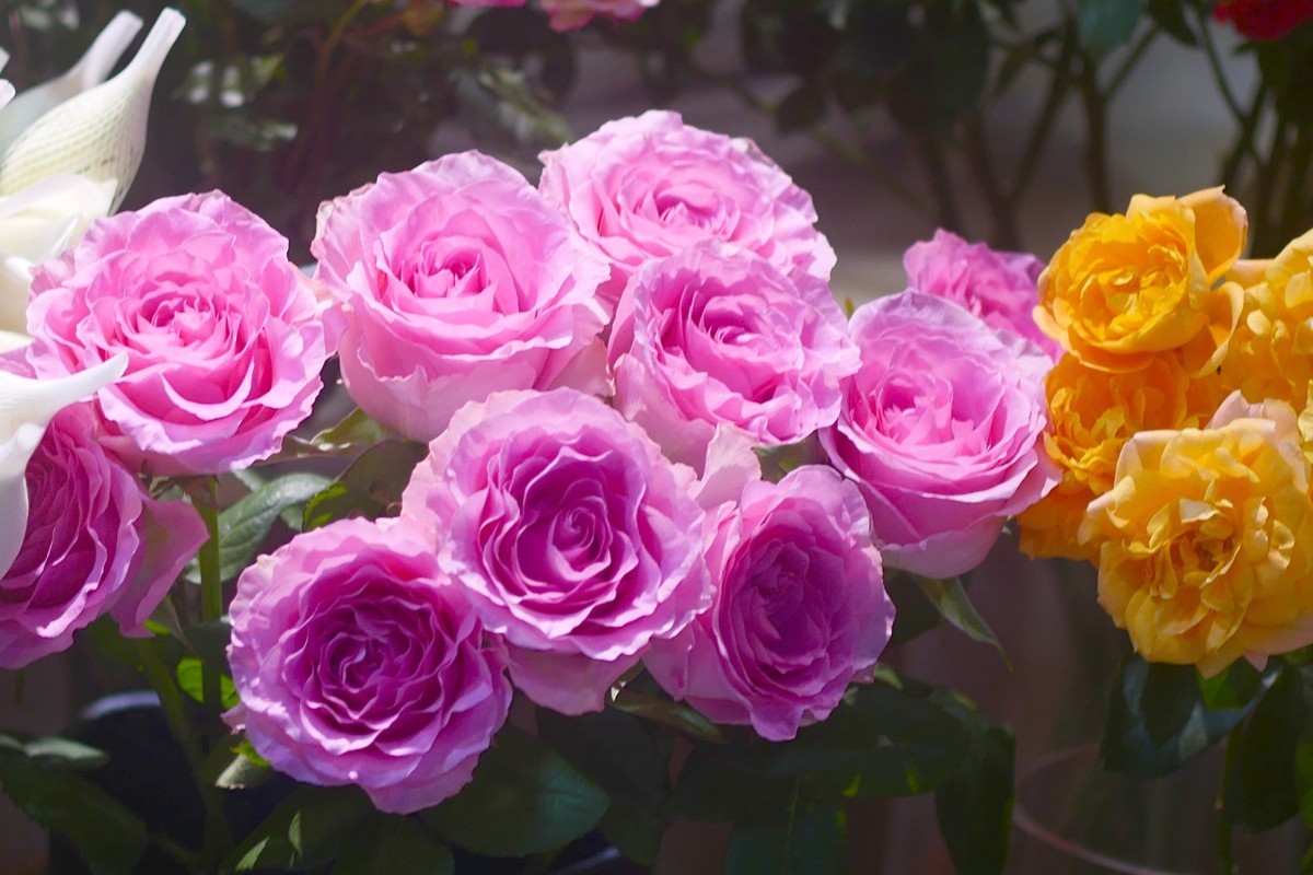 G100--一组鲜花 (上)