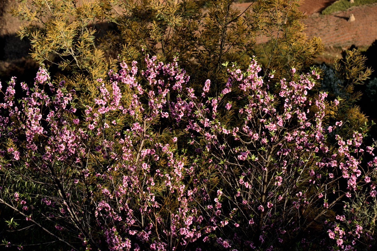 大地的调色板——东川红土地【9】