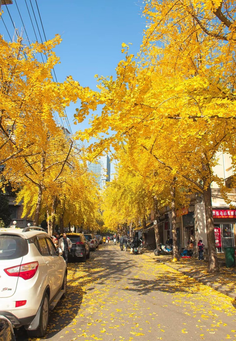 银杏大道2