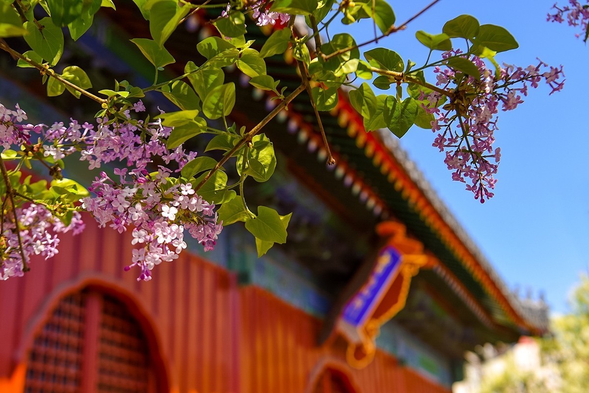 2025年第0228贴-北京智化寺梨花拍（0406）