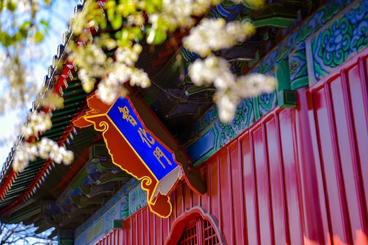 2025年第0228贴-北京智化寺梨花拍（0406）