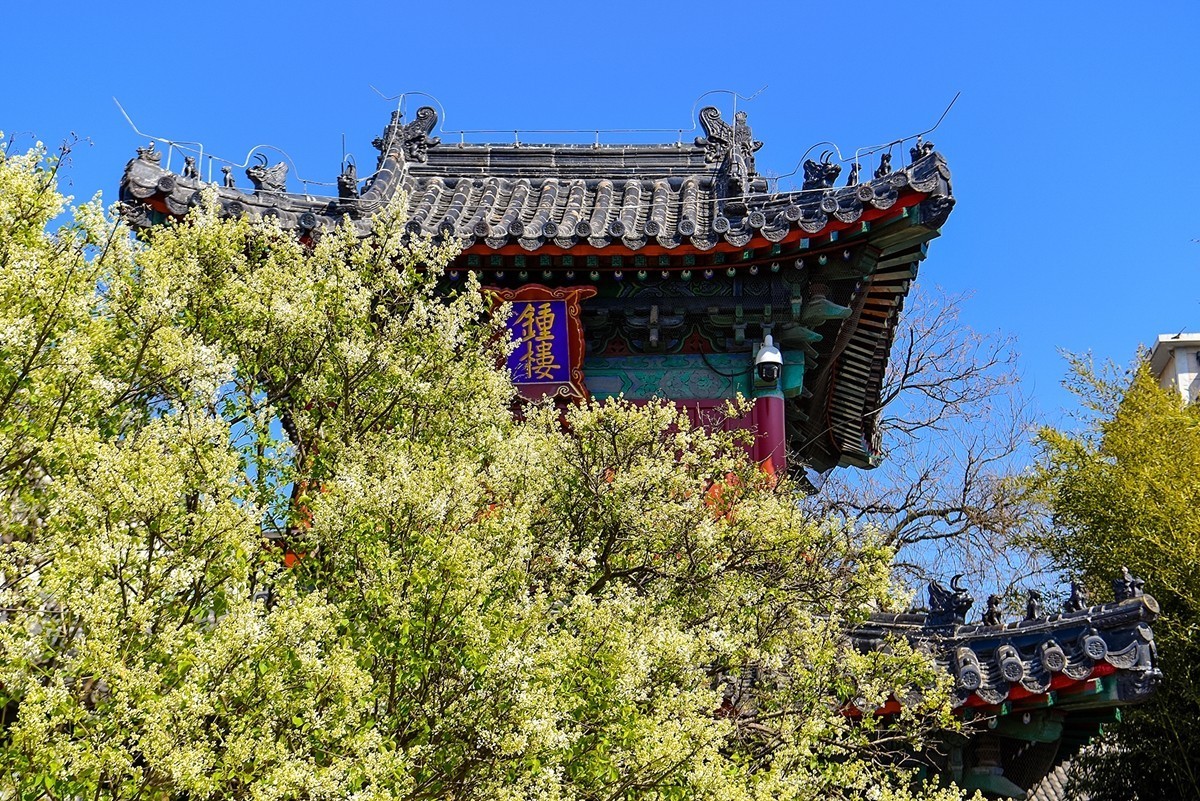 2025年第0228贴-北京智化寺梨花拍（0406）