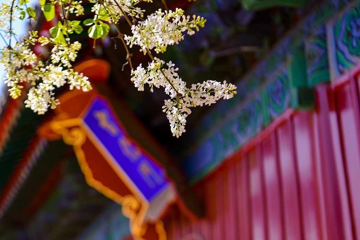 2025年第0228贴-北京智化寺梨花拍（0406）