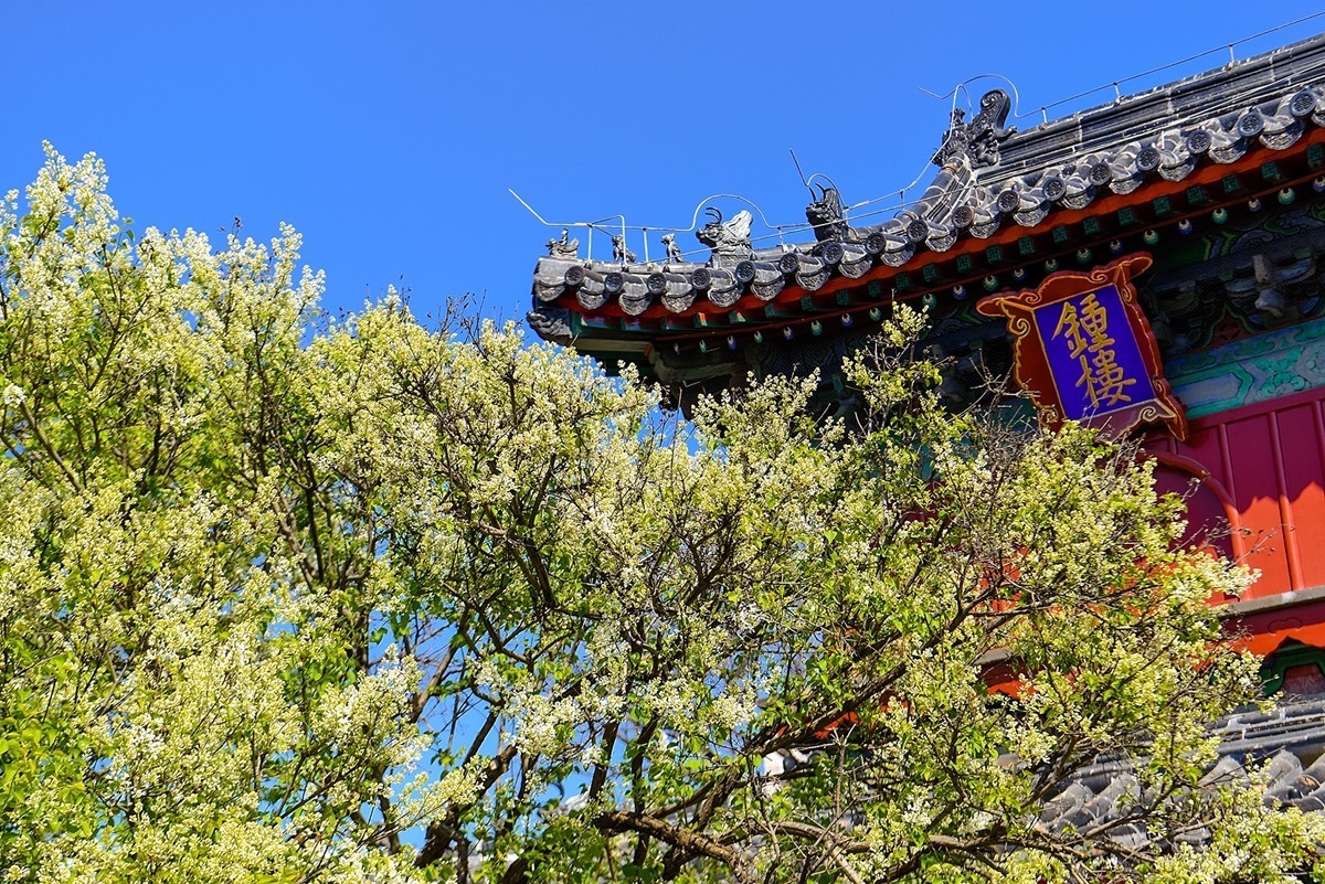 2025年第0228贴-北京智化寺梨花拍（0406）