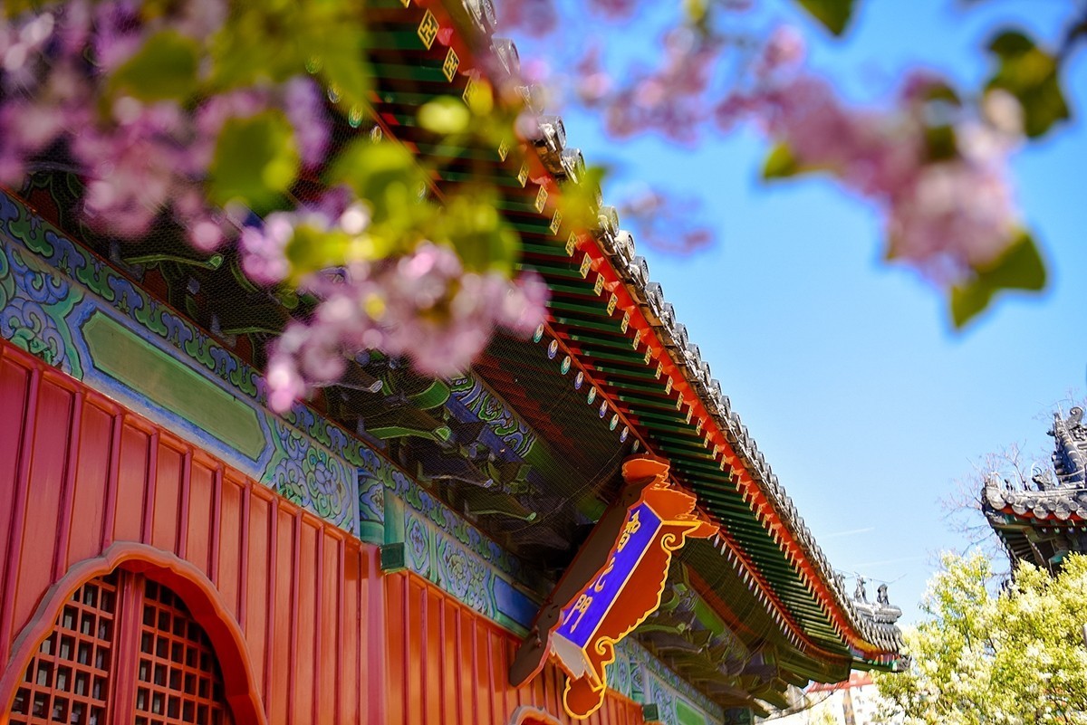 2025年第0228贴-北京智化寺梨花拍（0406）