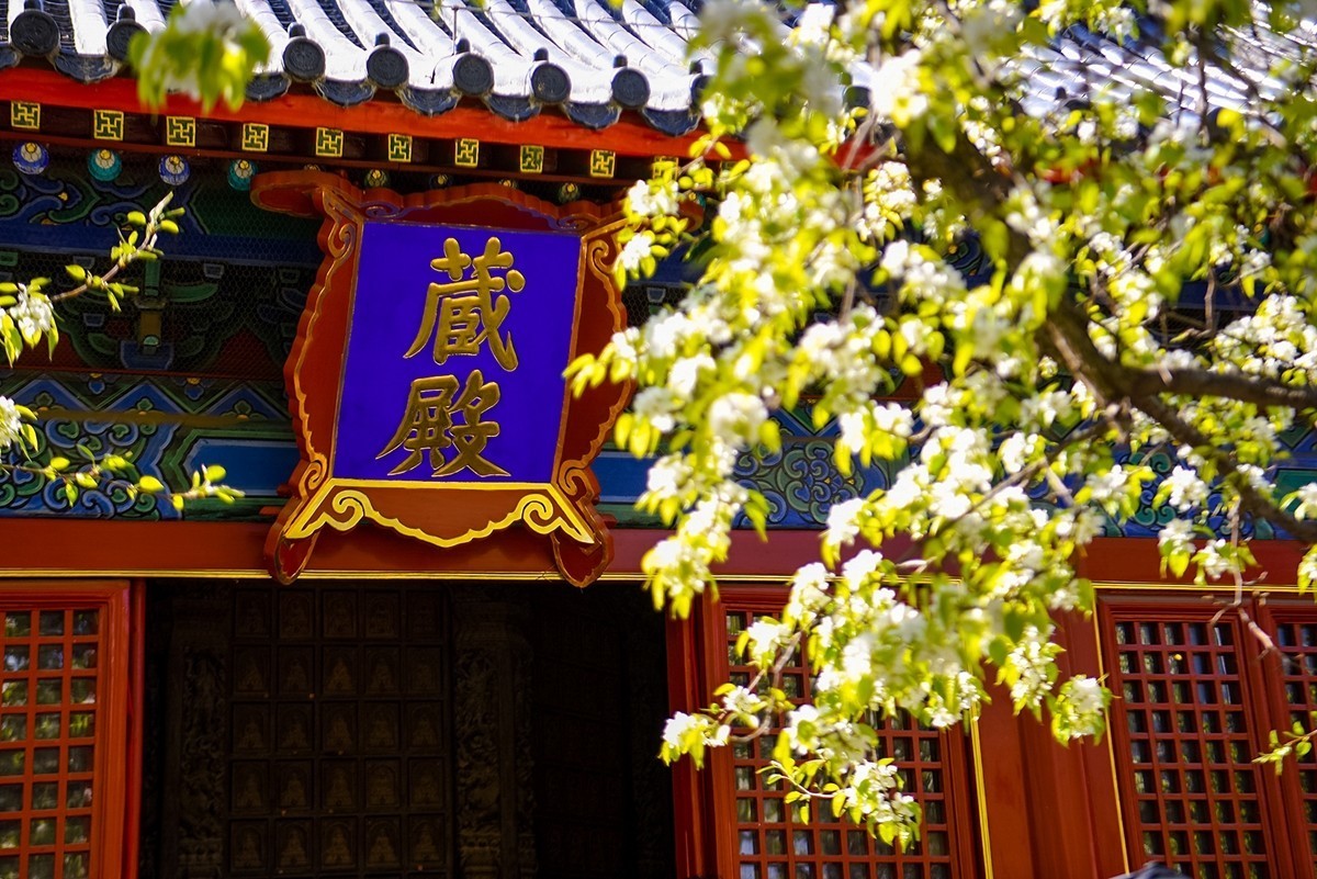 2025年第0228贴-北京智化寺梨花拍（0406）