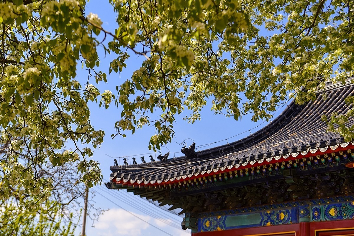 2025年第0228贴-北京智化寺梨花拍（0406）