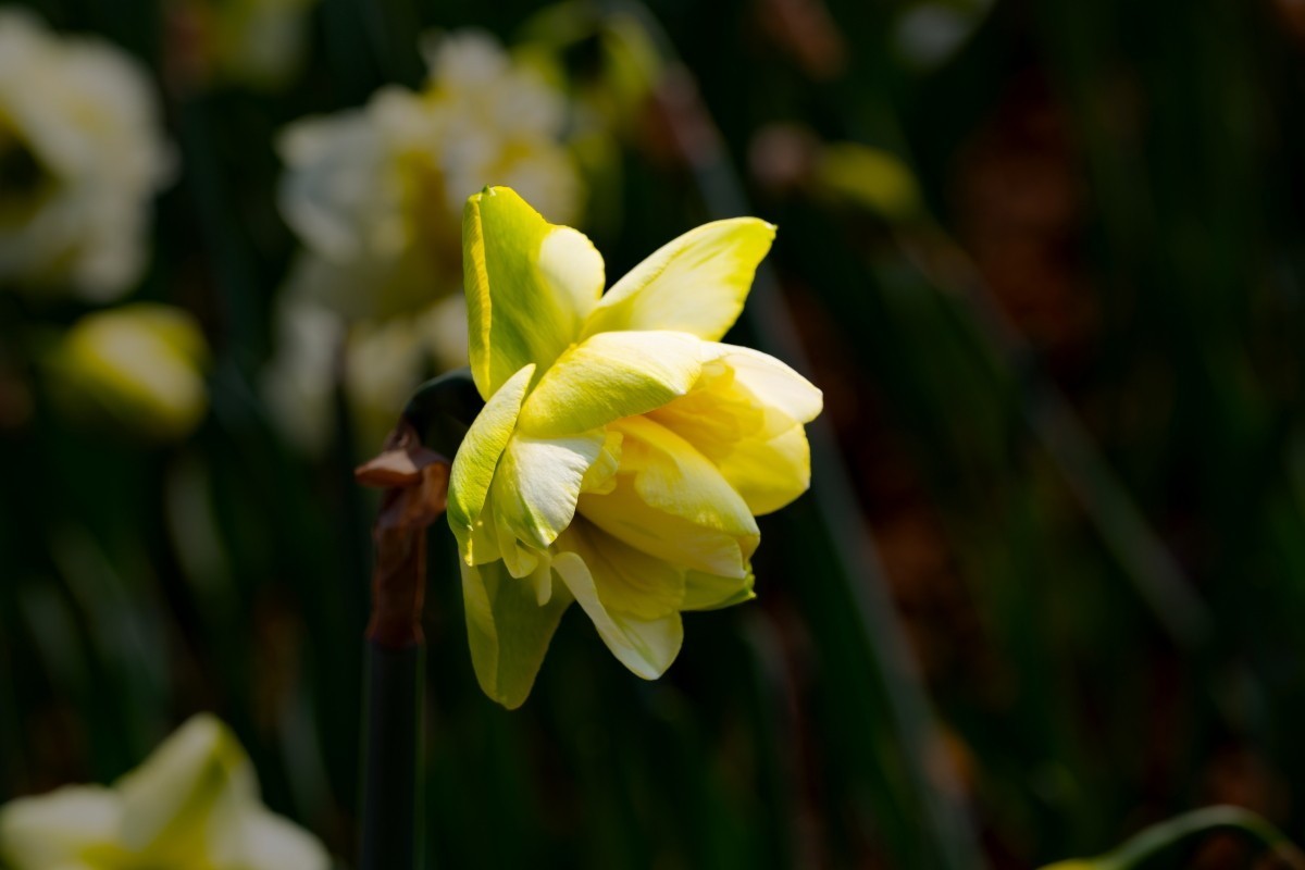 植物园拍黄水仙