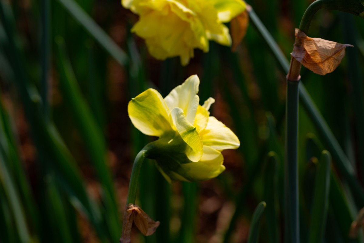 植物园拍黄水仙