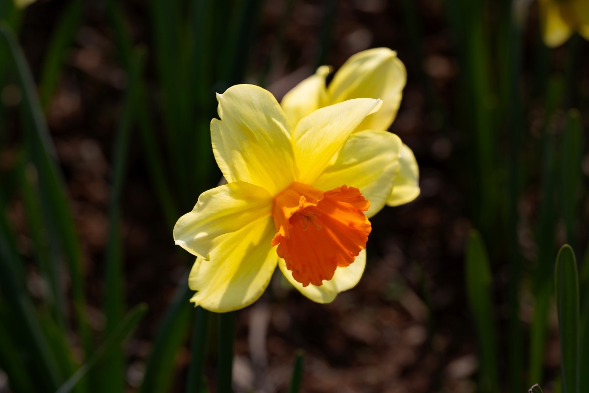 植物园拍黄水仙