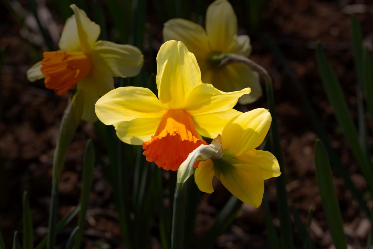 植物园拍黄水仙