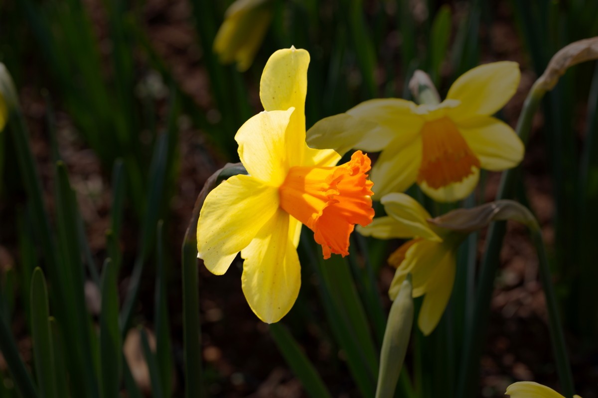 植物园拍黄水仙