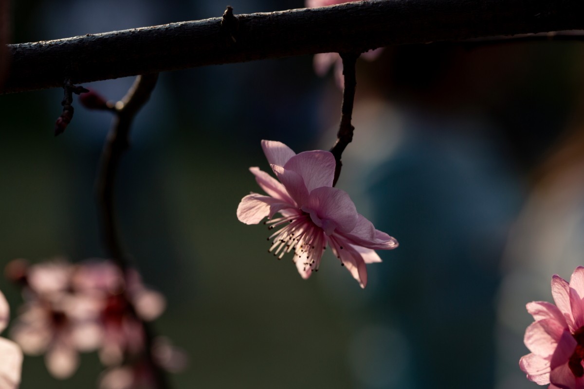 橘子洲拍梅花 4