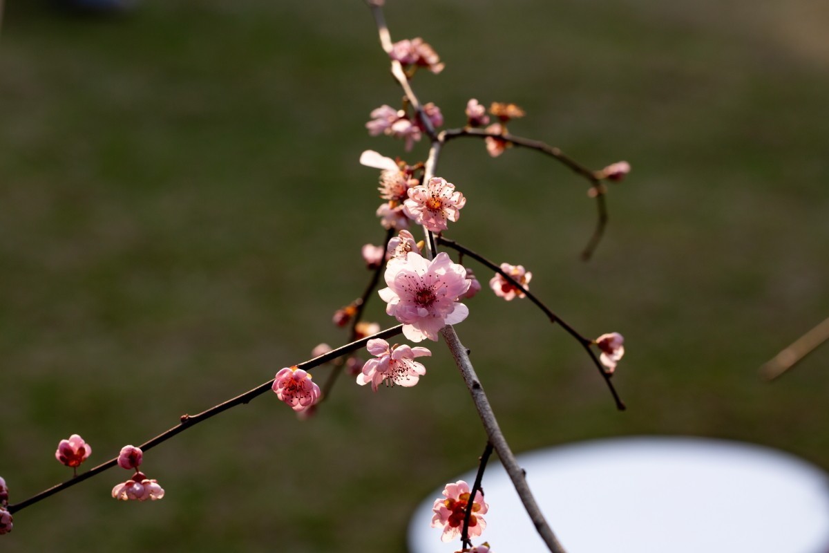 橘子洲拍梅花 4