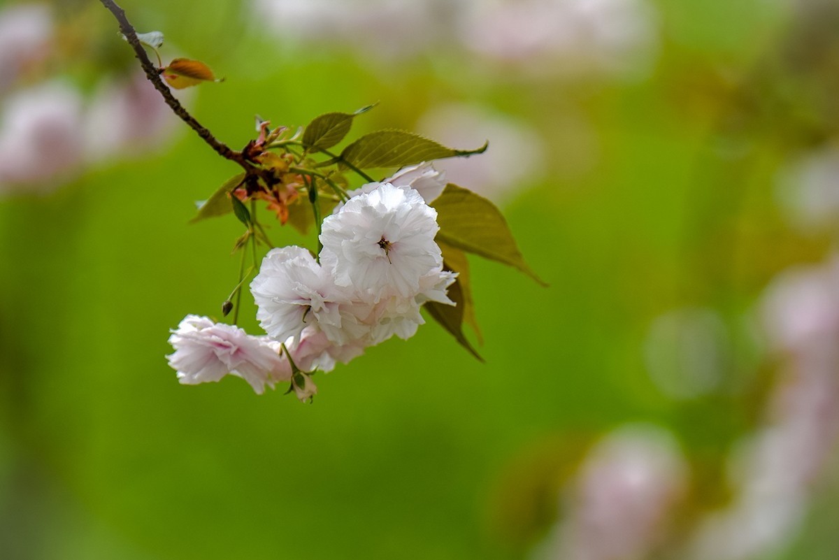 2025年第0355贴-晚樱花拍（0526）