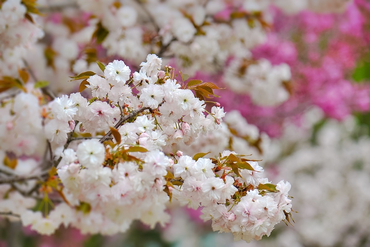 2025年第0355贴-晚樱花拍（0526）