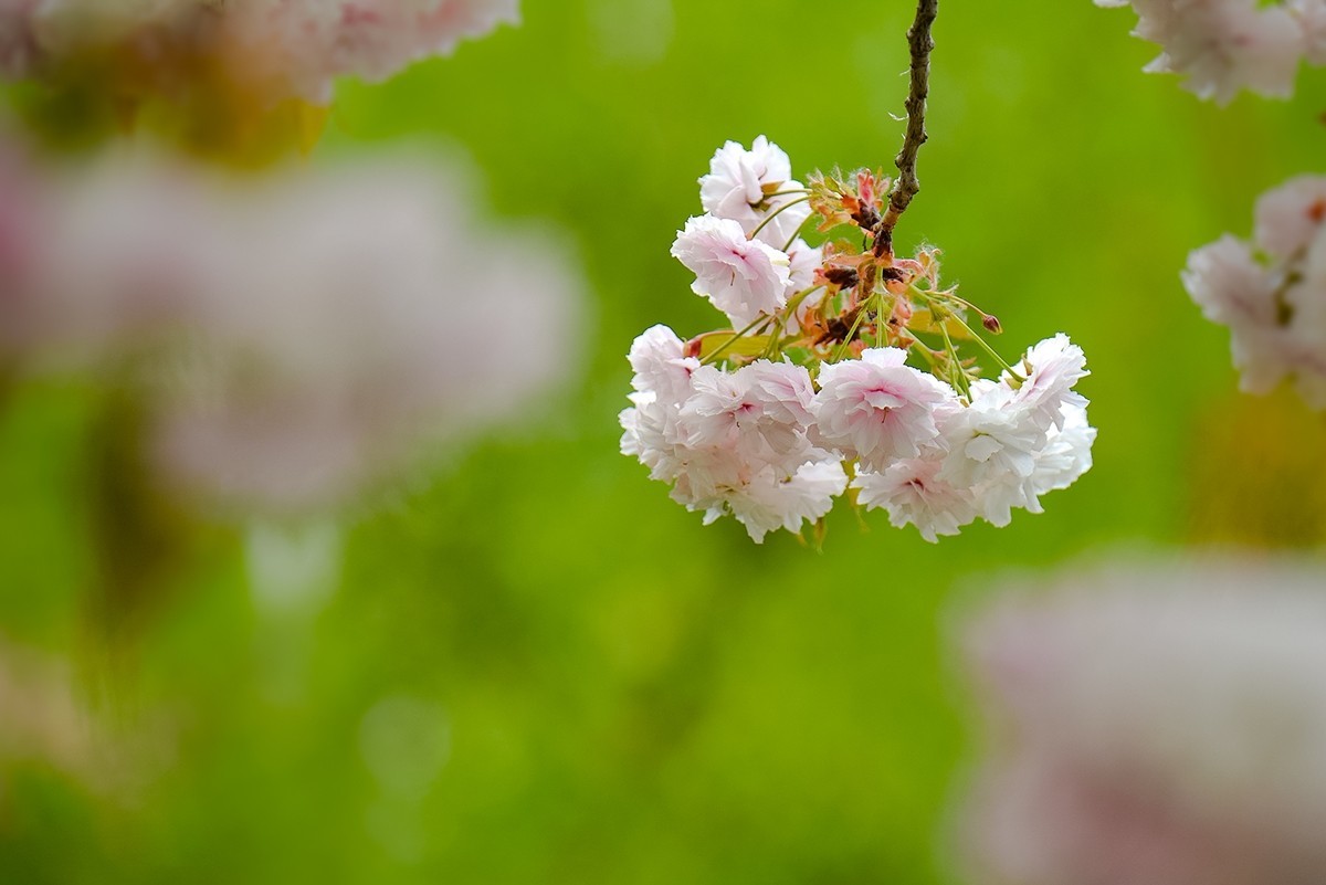 2025年第0355贴-晚樱花拍（0526）