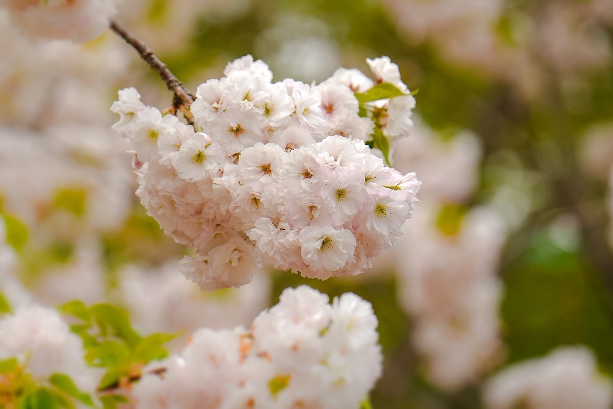 2025年第0355贴-晚樱花拍（0526）