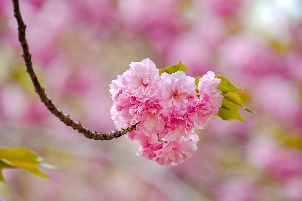 2025年第0355贴-晚樱花拍（0526）