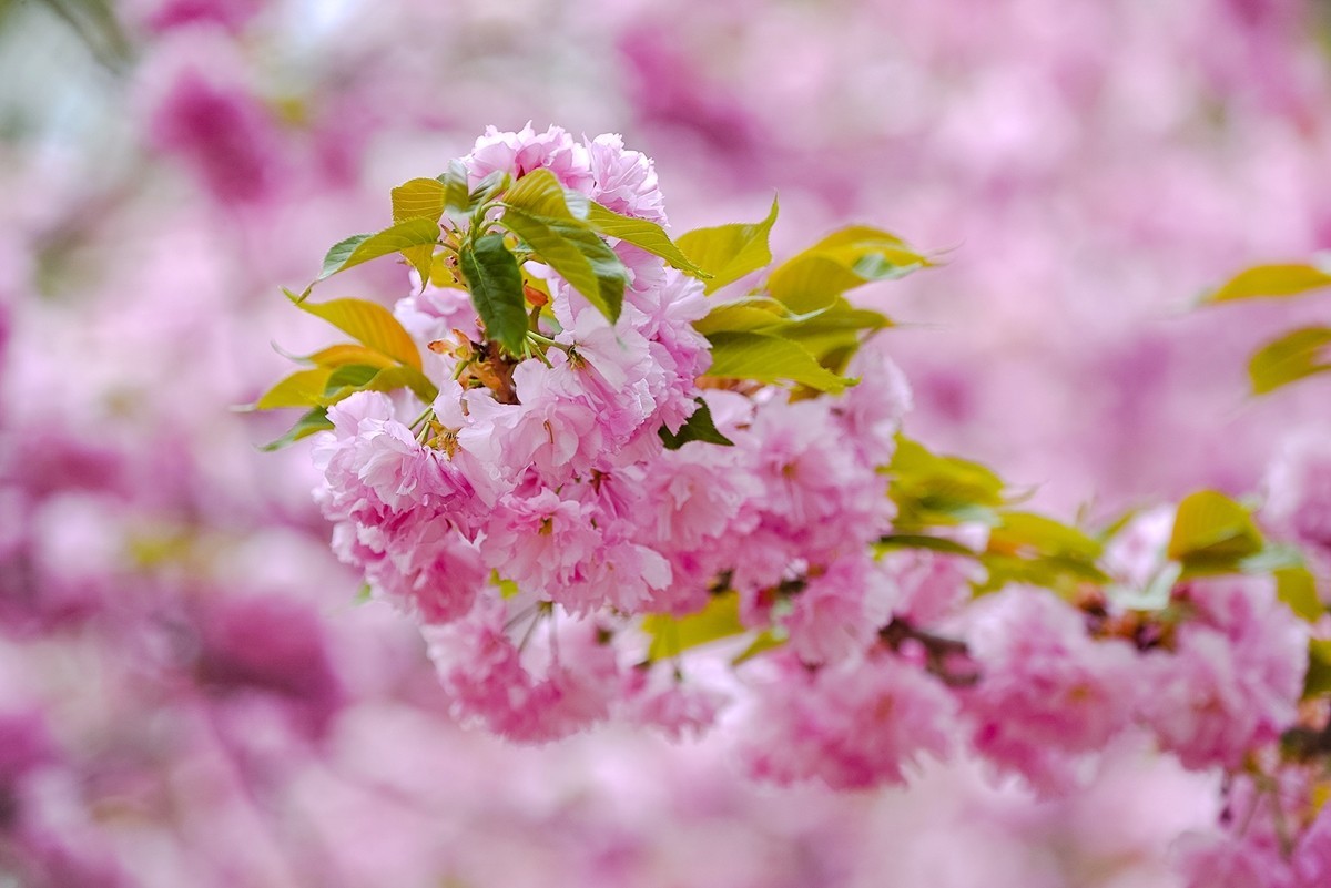 2025年第0355贴-晚樱花拍（0526）