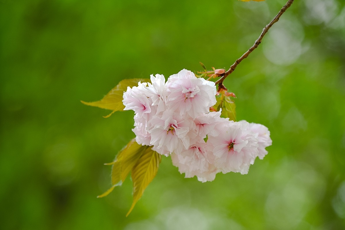 2025年第0355贴-晚樱花拍（0526）