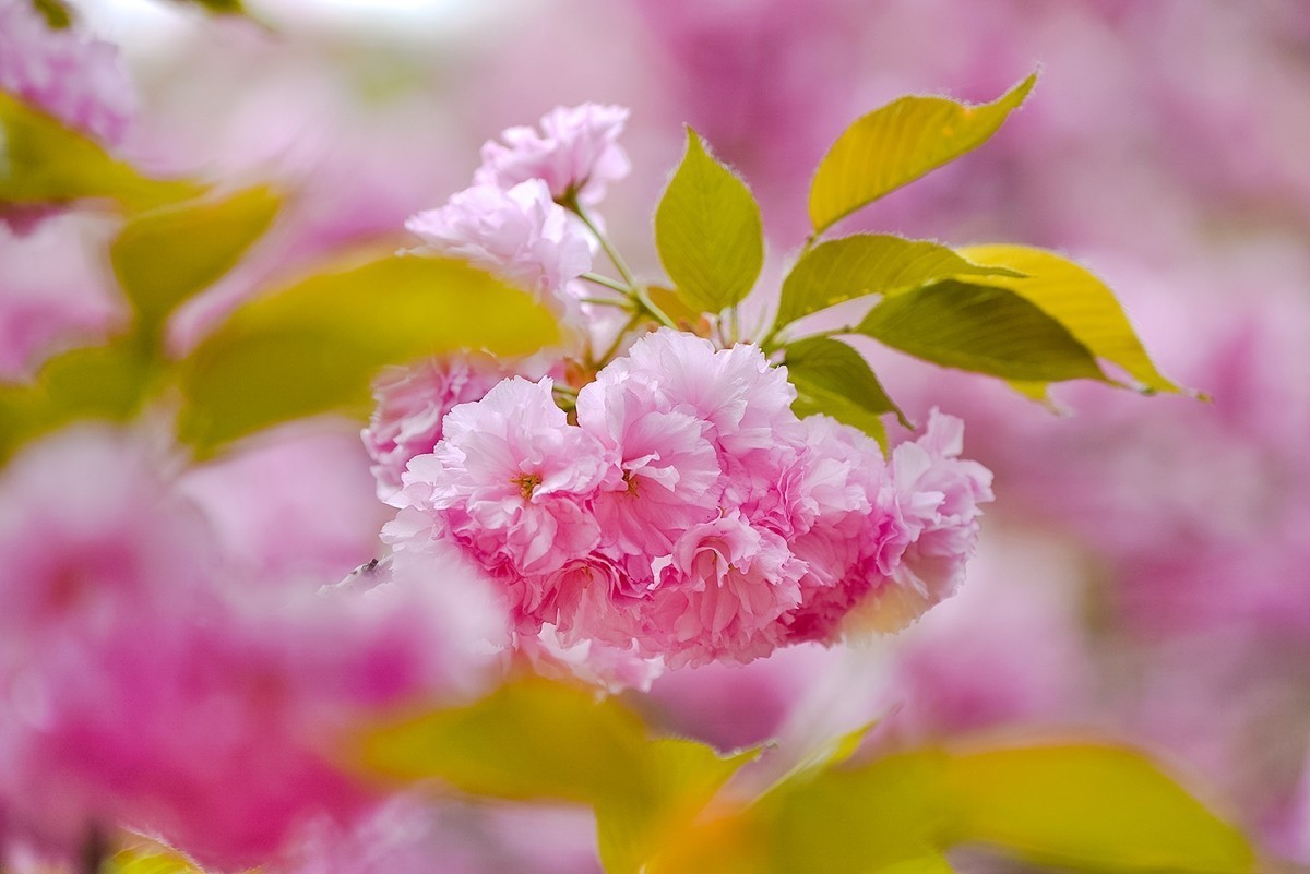 2025年第0355贴-晚樱花拍（0526）