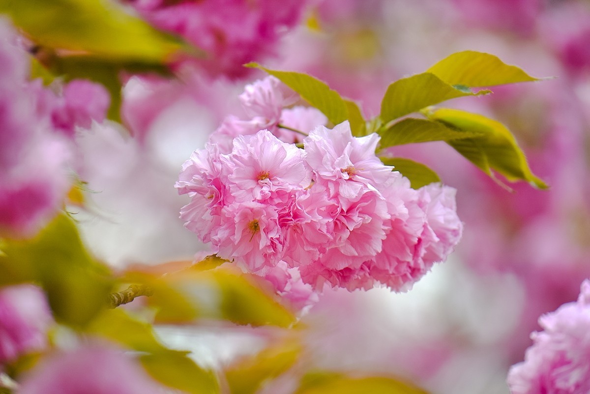 2025年第0355贴-晚樱花拍（0526）