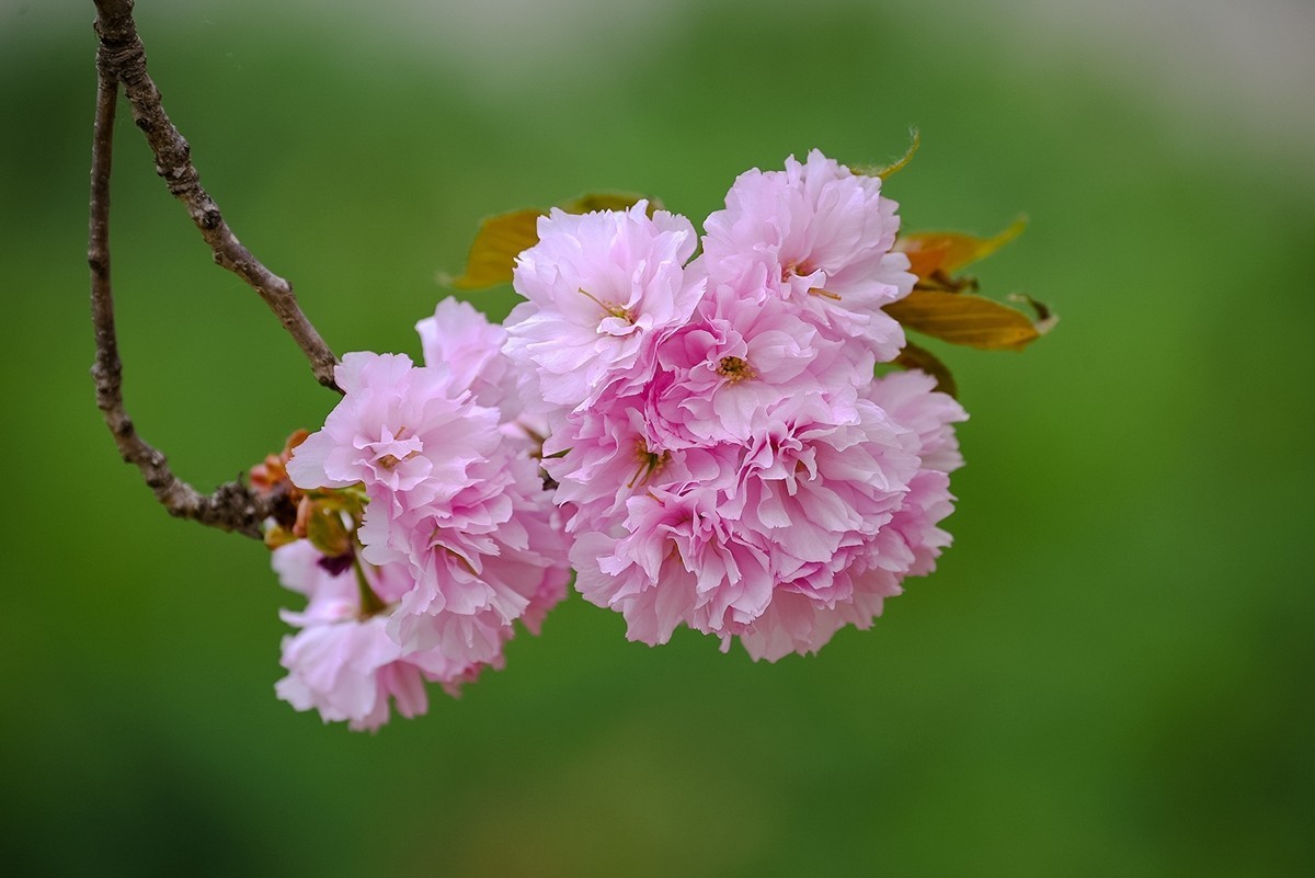 2025年第0355贴-晚樱花拍（0526）