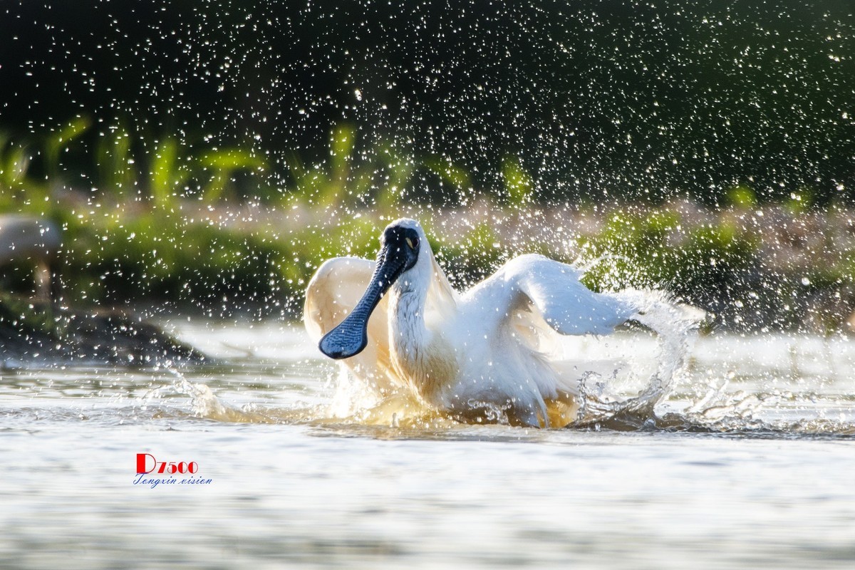 琵鹭嬉水（17）