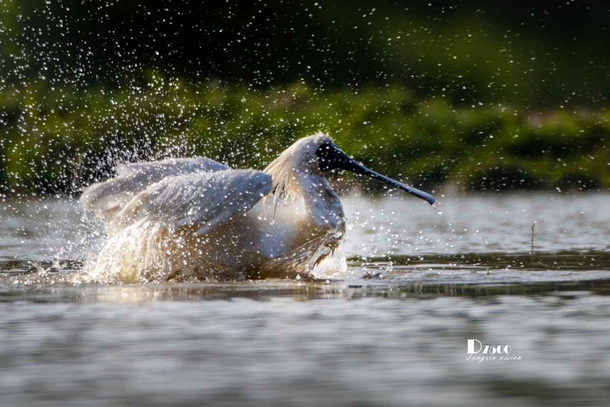 琵鹭嬉水（17）