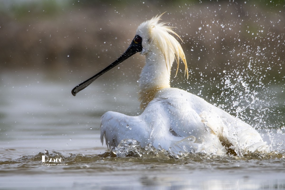 琵鹭嬉水（17）