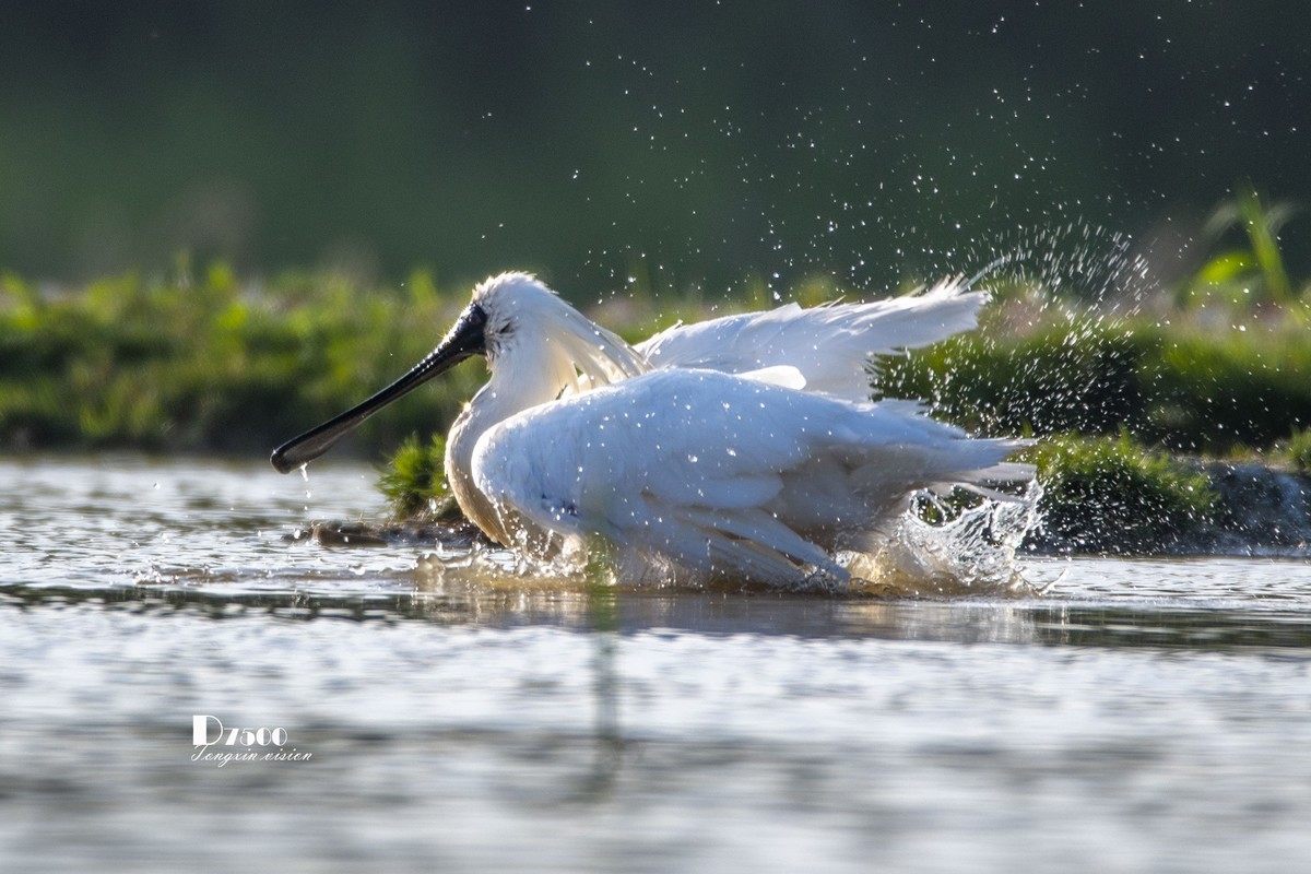 琵鹭嬉水（17）