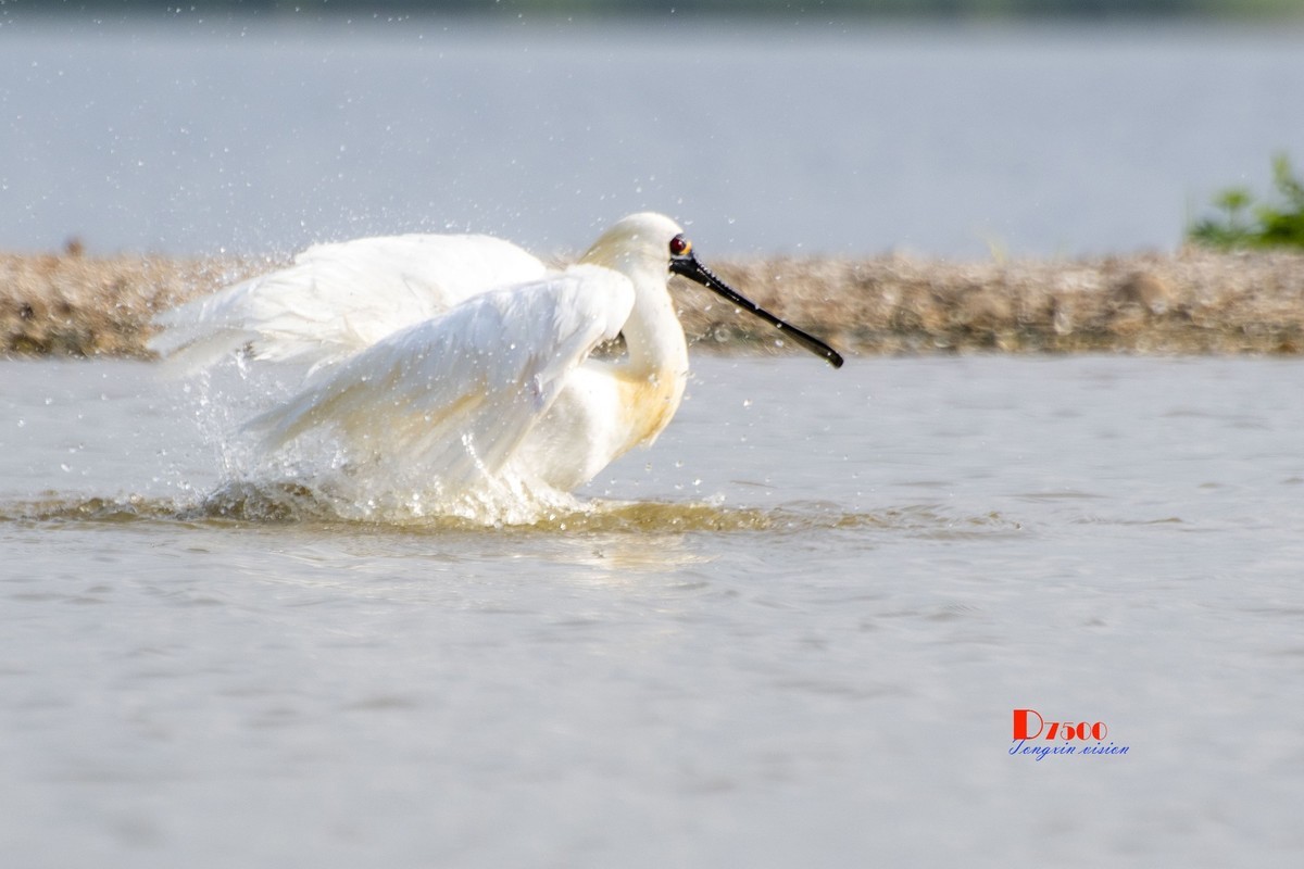 琵鹭嬉水（17）